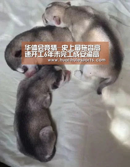 华体会竞猜